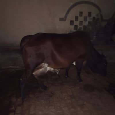 sahiwal cross cow for sale what's app 0334-7936784