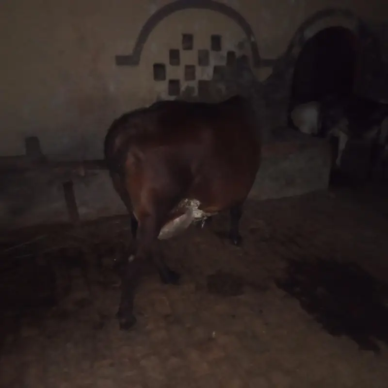 sahiwal cross cow for sale what's app 0334-7936784 — photo 2