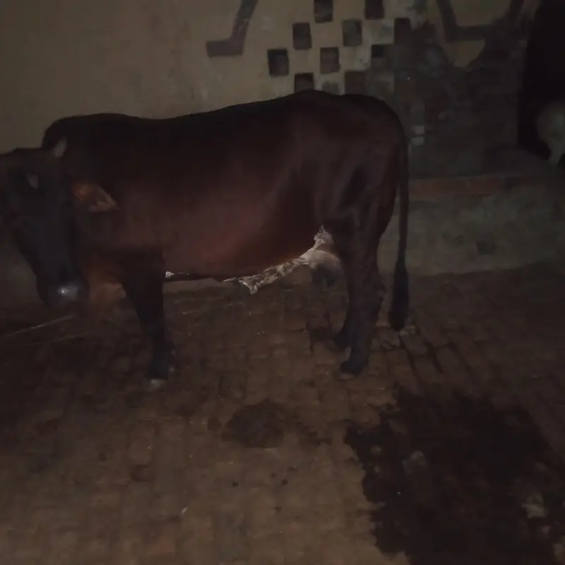 sahiwal cross cow for sale what's app 0334-7936784 — photo 3