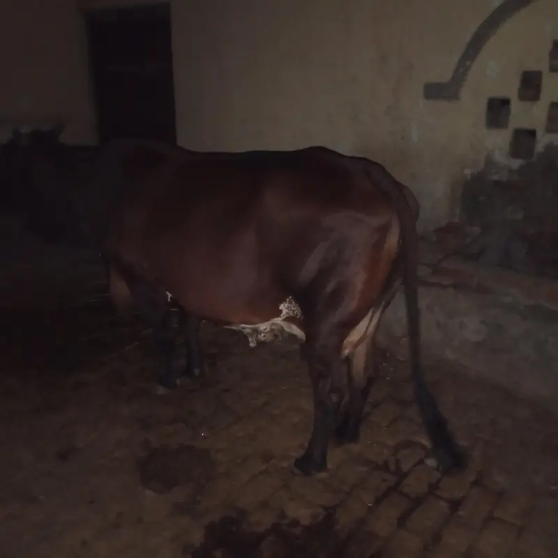 sahiwal cross cow for sale what's app 0334-7936784 — photo 4