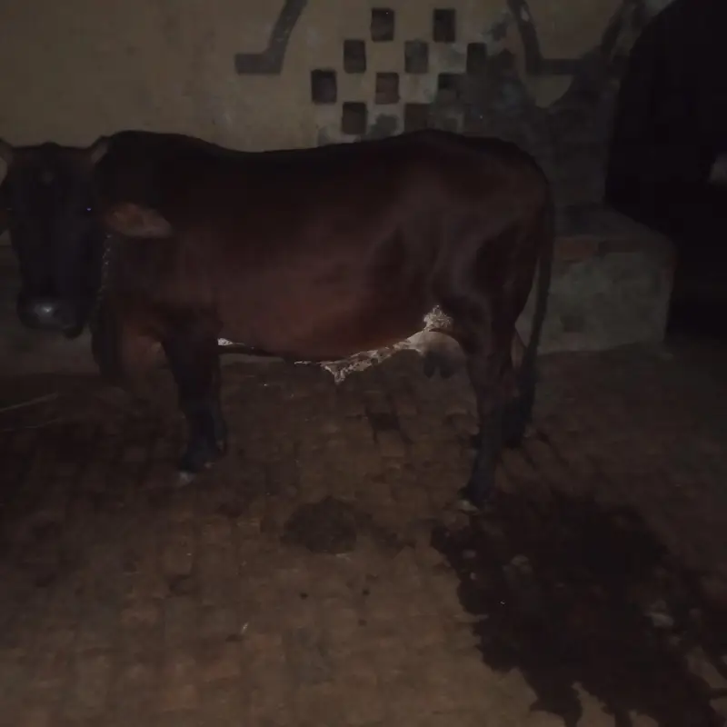 sahiwal cross cow for sale what's app 0334-7936784 — photo 5