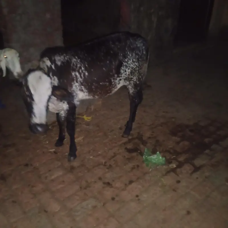 sahiwal cross cow for sale what's app 0334-7936784 — photo 6