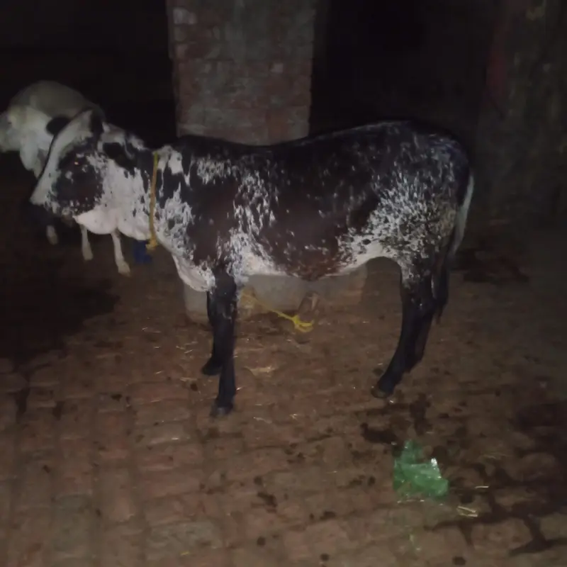 sahiwal cross cow for sale what's app 0334-7936784 — photo 7