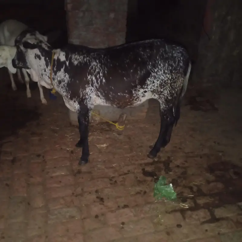 sahiwal cross cow for sale what's app 0334-7936784 — photo 8