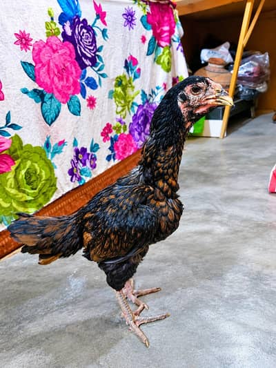 Barmi Pakoi  urgent sale