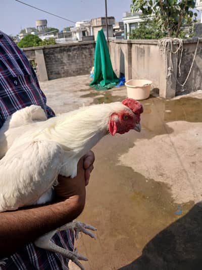 3 heera pathe aur ek madi for sale whats up 03219291920