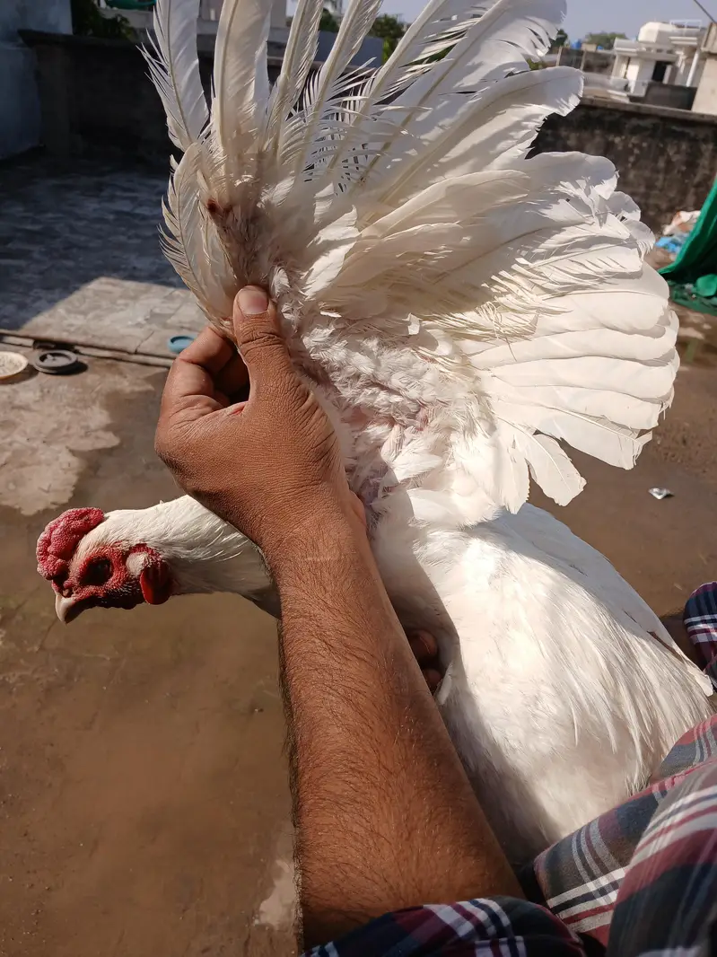 3 heera pathe aur ek madi for sale whats up 03219291920 — photo 4