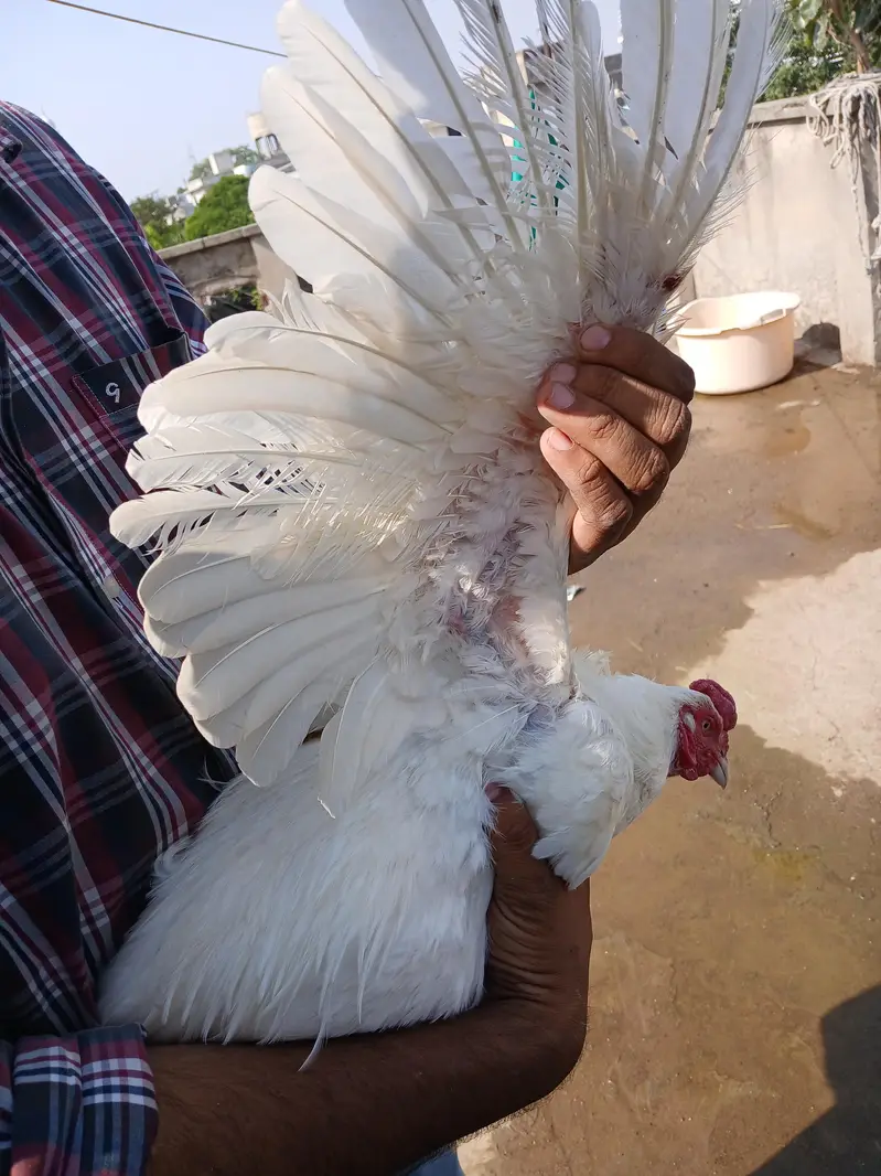 3 heera pathe aur ek madi for sale whats up 03219291920 — photo 6