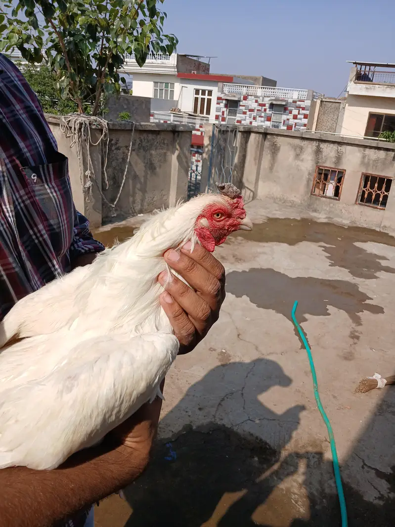 3 heera pathe aur ek madi for sale whats up 03219291920 — photo 7
