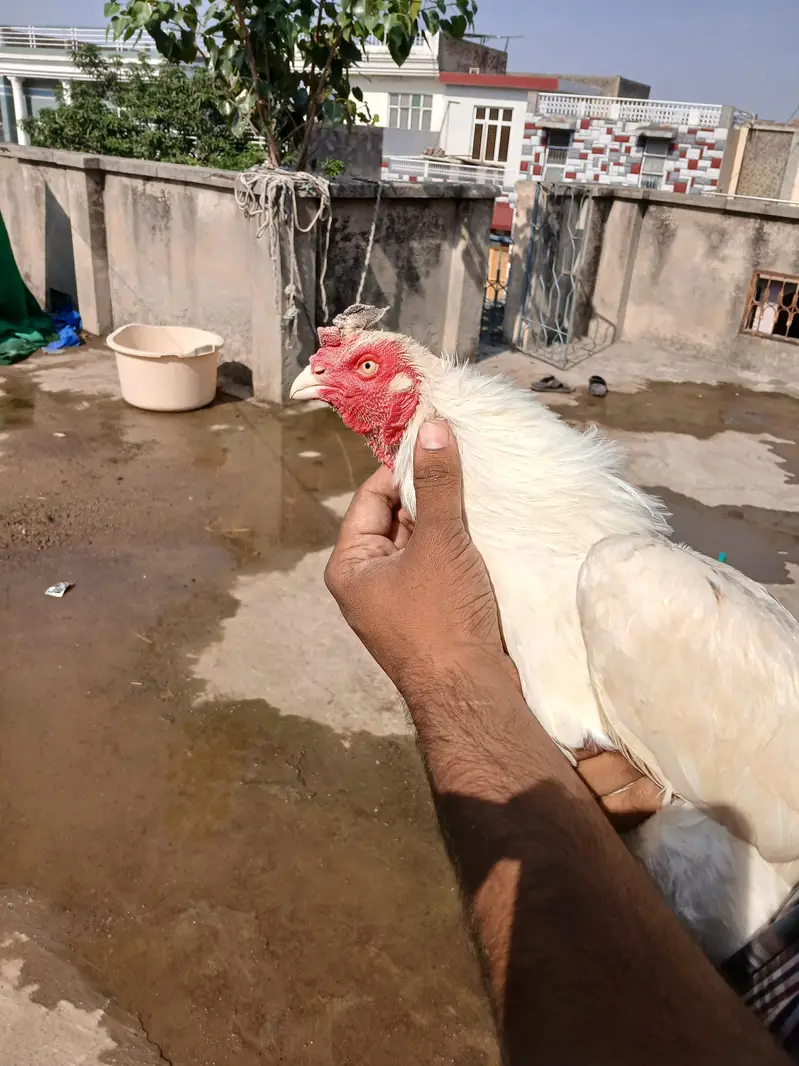 3 heera pathe aur ek madi for sale whats up 03219291920 — photo 8