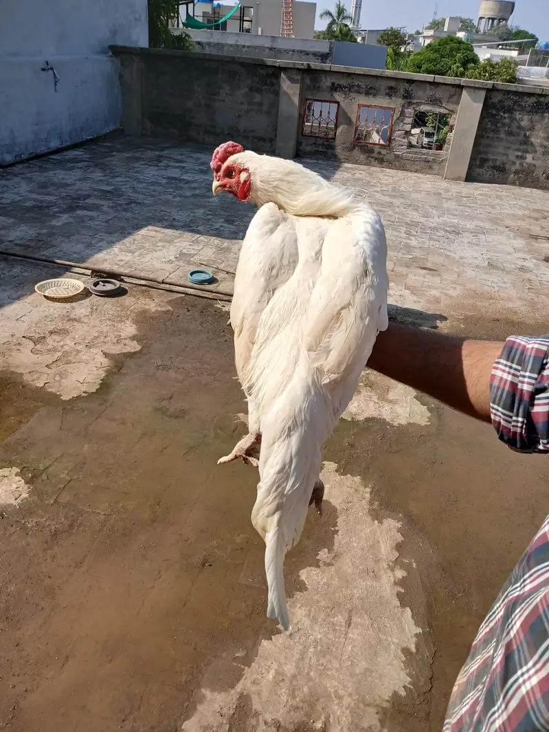 3 heera pathe aur ek madi for sale whats up 03219291920 — photo 9