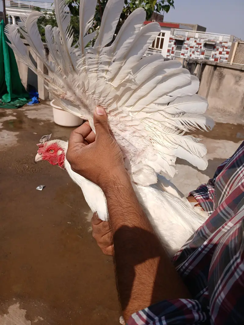3 heera pathe aur ek madi for sale whats up 03219291920 — photo 11