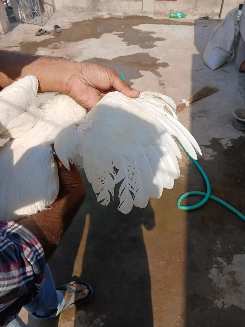 3 heera pathe aur ek madi for sale whats up 03219291920 — photo 12