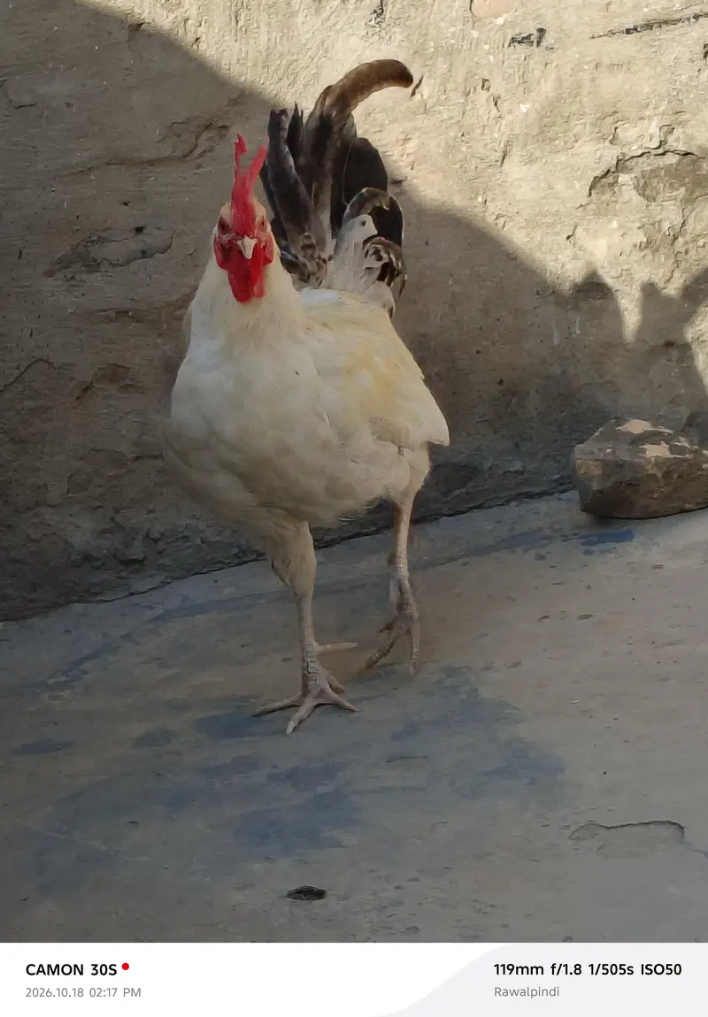mashallah healthy and active male — photo 2