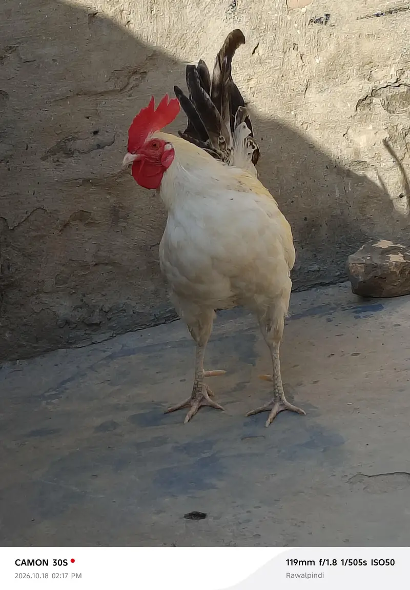 mashallah healthy and active male — photo 3