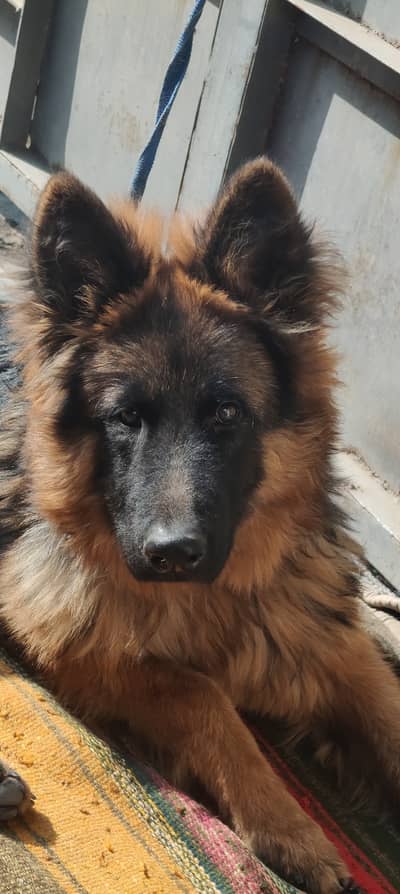 i want to sale a DOG german shepherd 1 year
