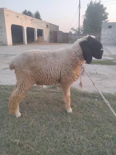 Dumba for sale