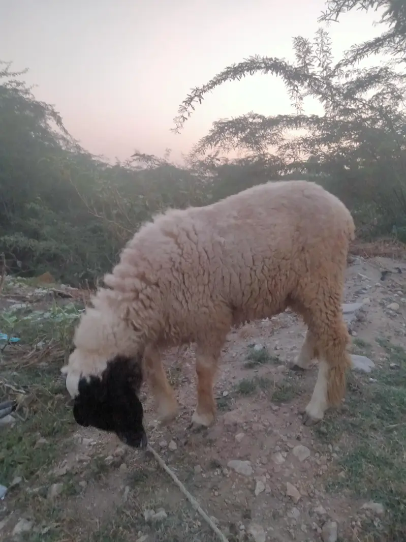 Dumba for sale — photo 2