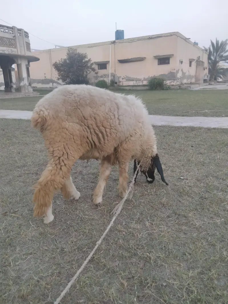 Dumba for sale — photo 4