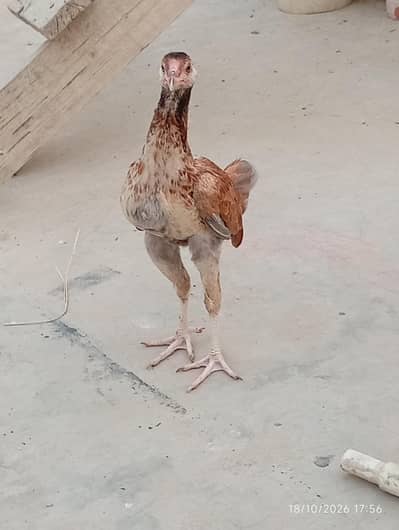 Aseel patha