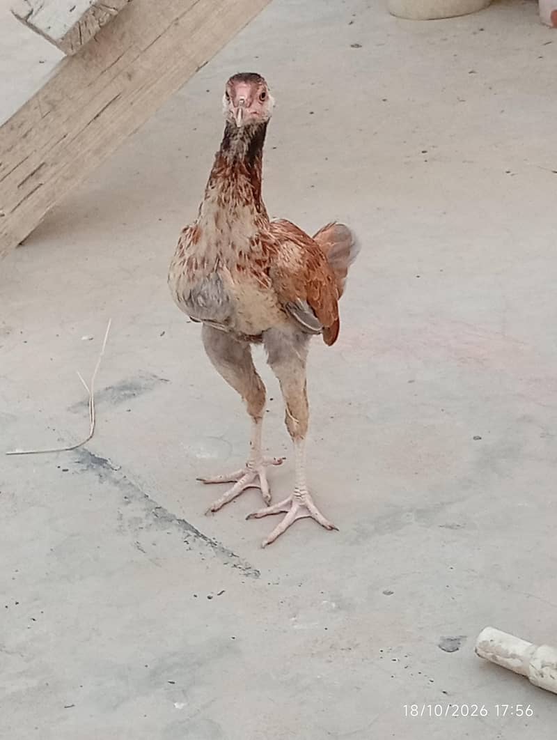 Aseel patha 0