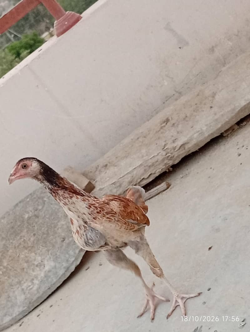 Aseel patha 2