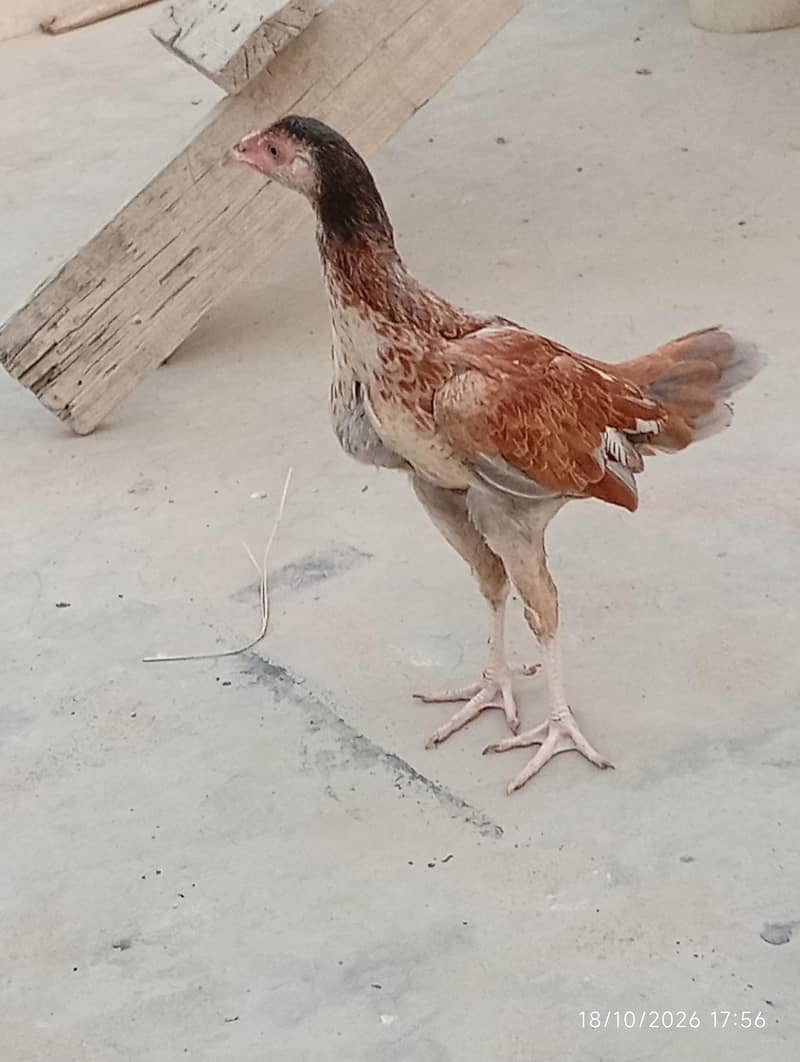 Aseel patha 3