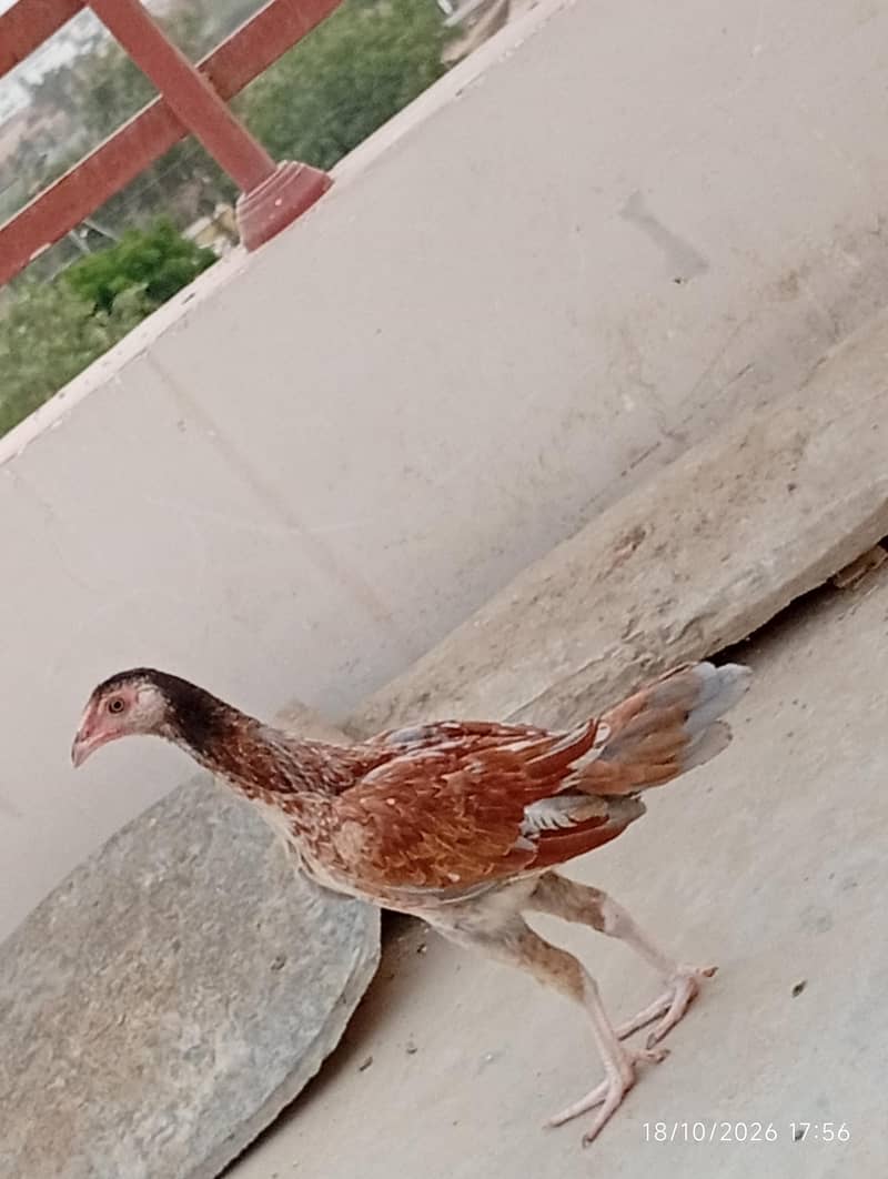 Aseel patha 4