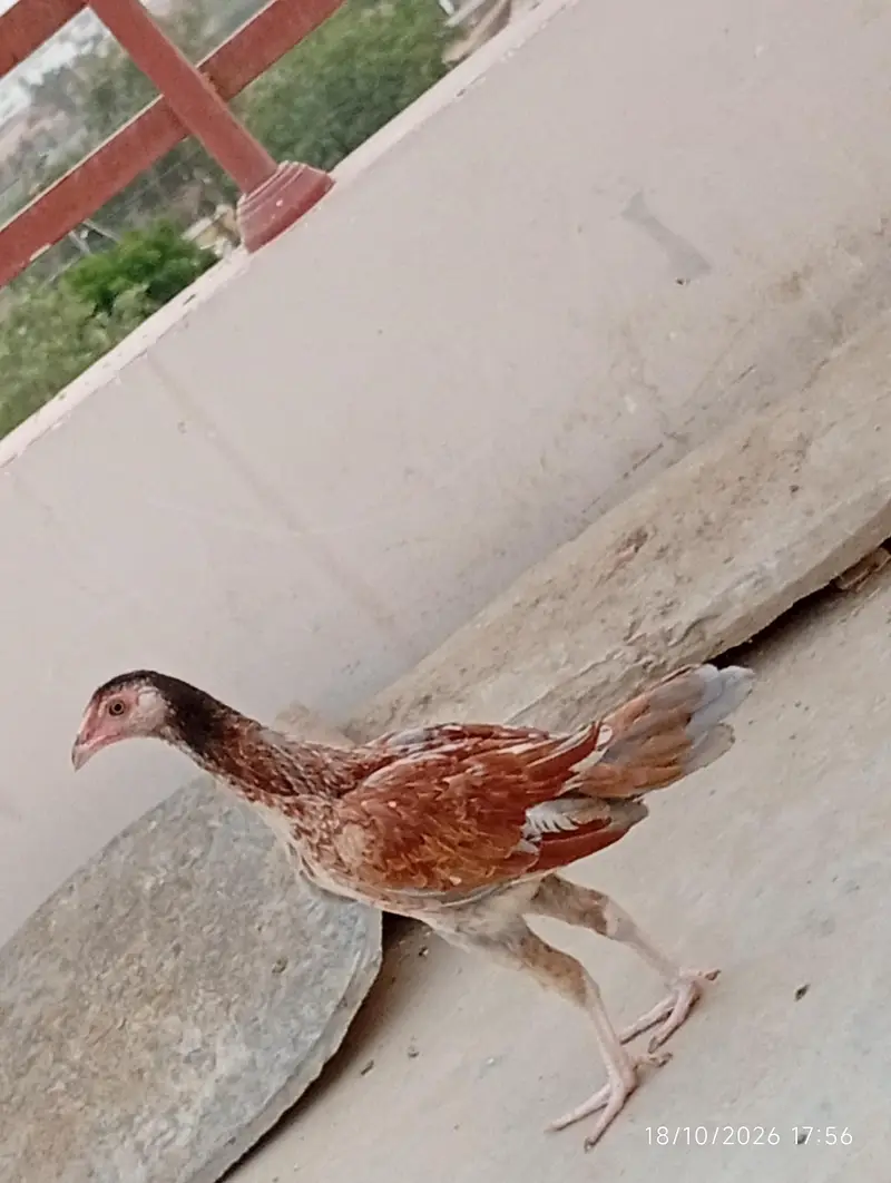 Aseel patha — photo 5
