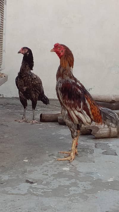 Saleti Aseel pair For Sale