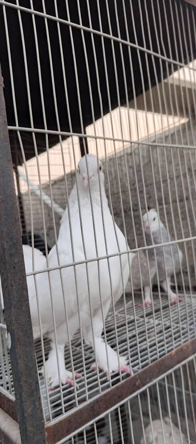 aseel shamu cross 2 hens black colour and aseel murga,
