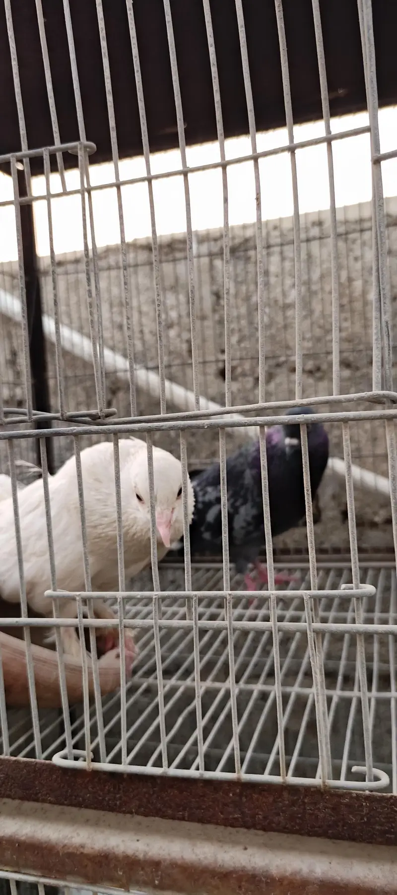 aseel shamu cross 2 hens black colour and aseel murga, — photo 2