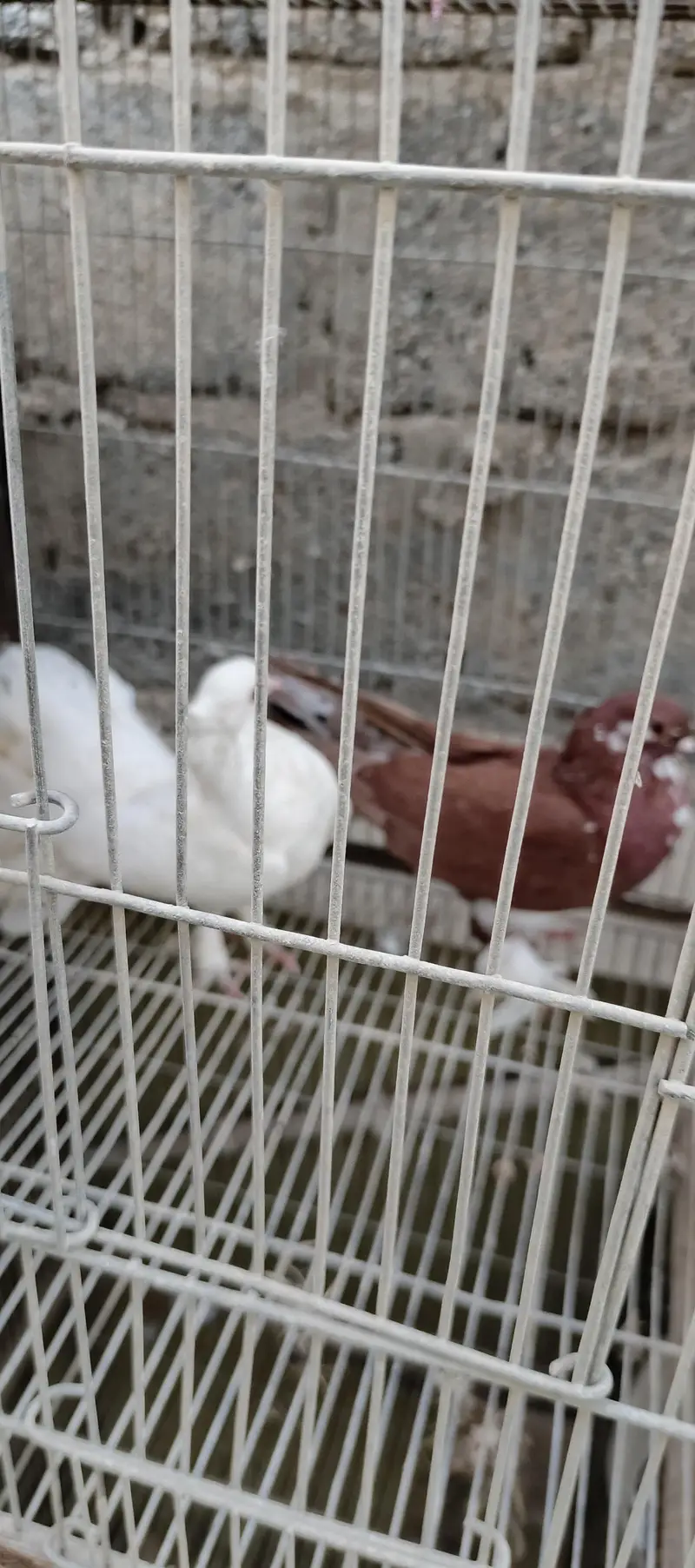 aseel shamu cross 2 hens black colour and aseel murga, — photo 3