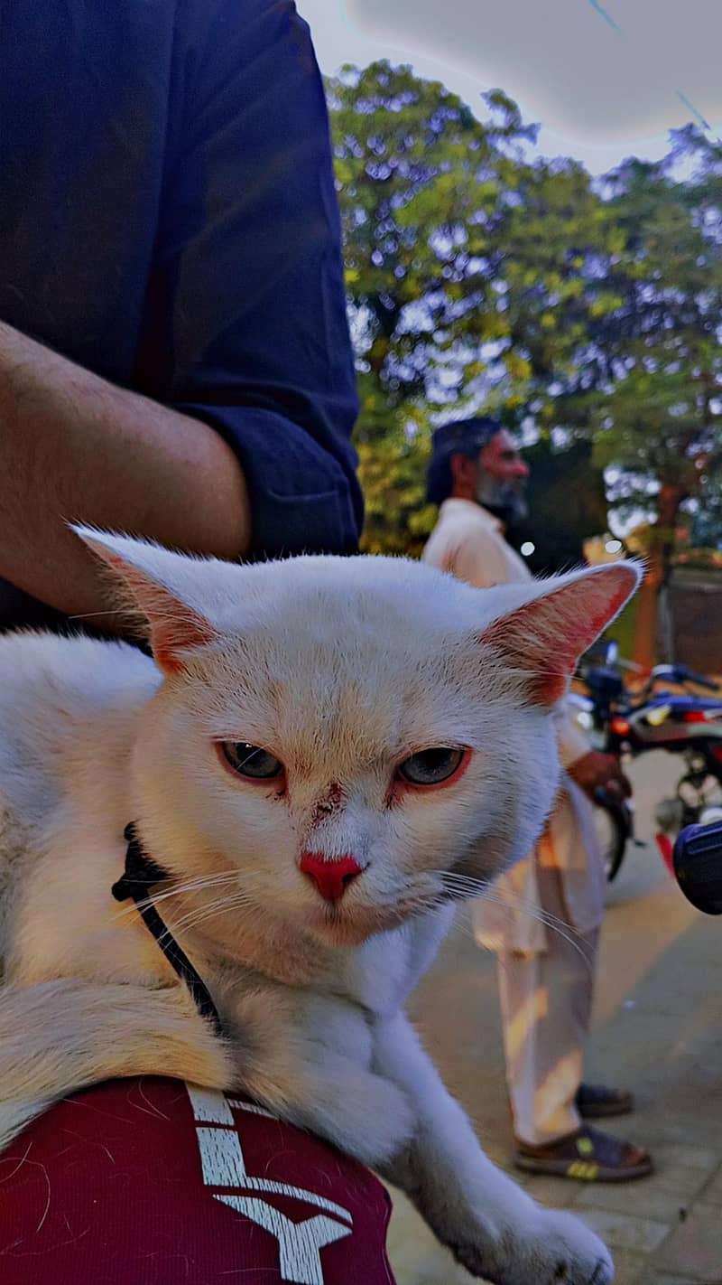 9 ماہ کی پیاری بلی فروخت کے لیے 2