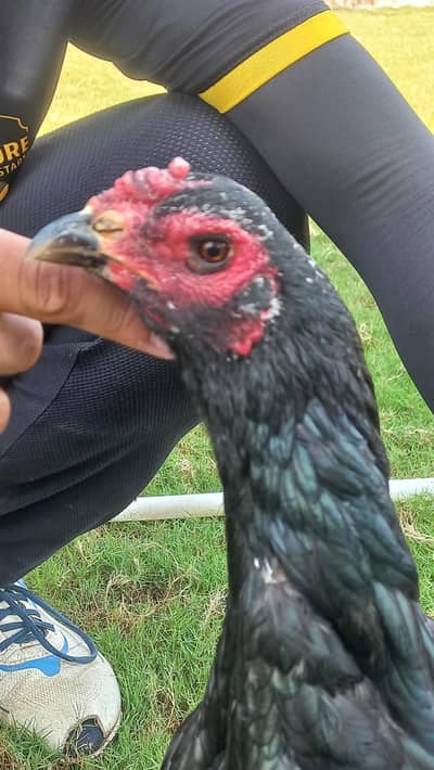 pure black thai female hen available  content no 03068678942