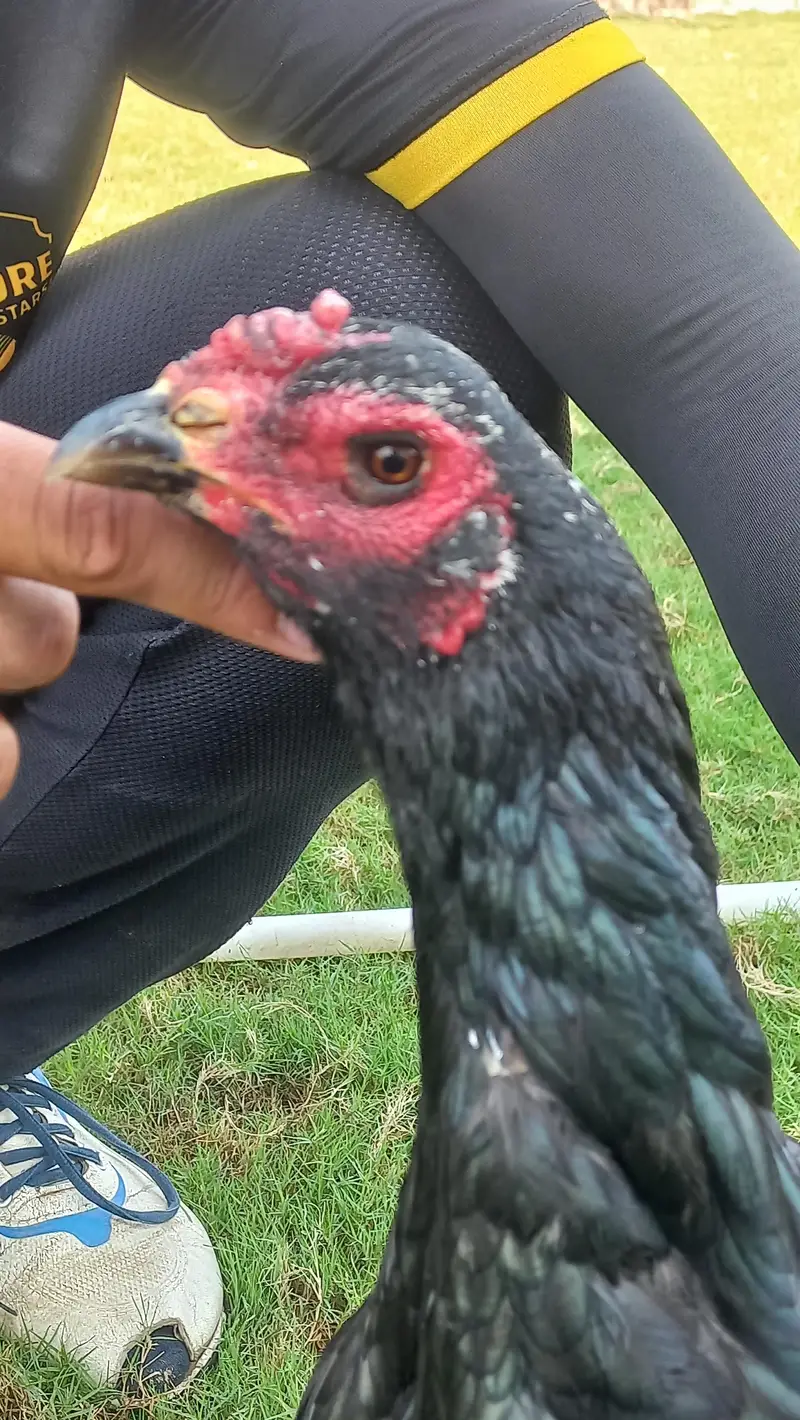 pure black thai female hen available  content no 03068678942 — photo 2