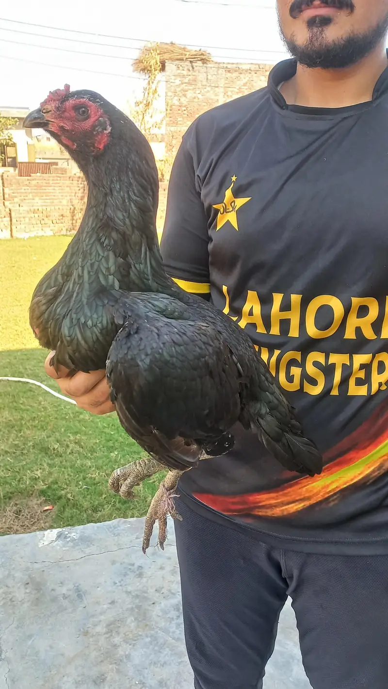 pure black thai female hen available  content no 03068678942 — photo 4