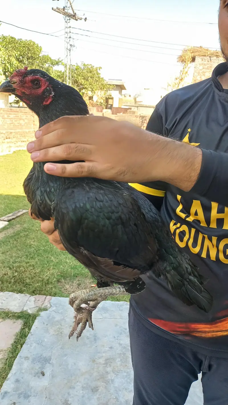 pure black thai female hen available  content no 03068678942 — photo 6