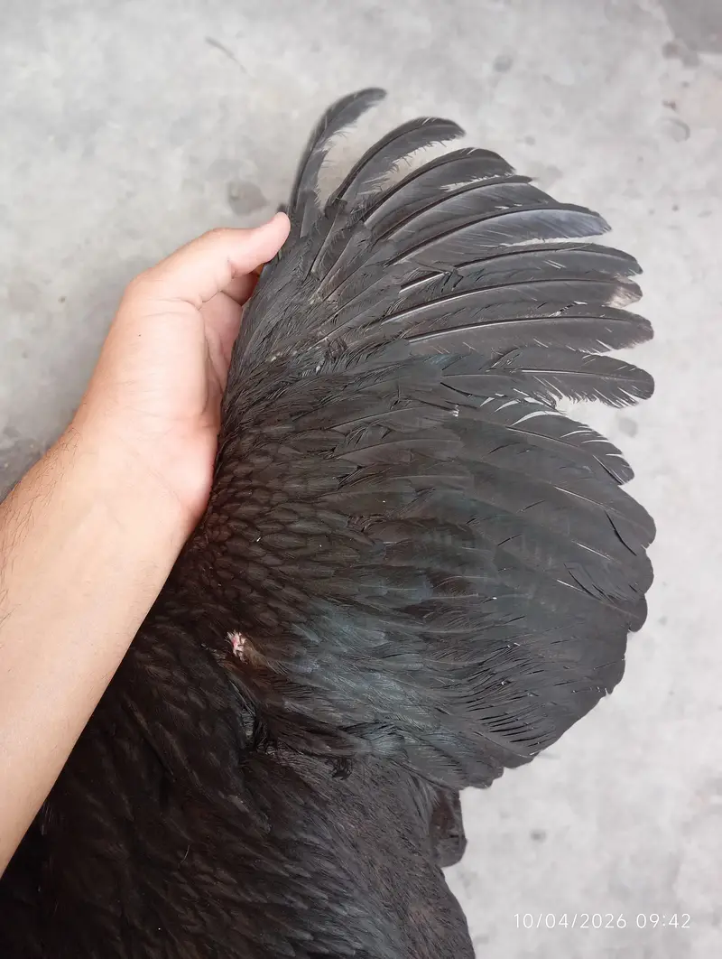 pure black thai female hen available  content no 03068678942 — photo 7