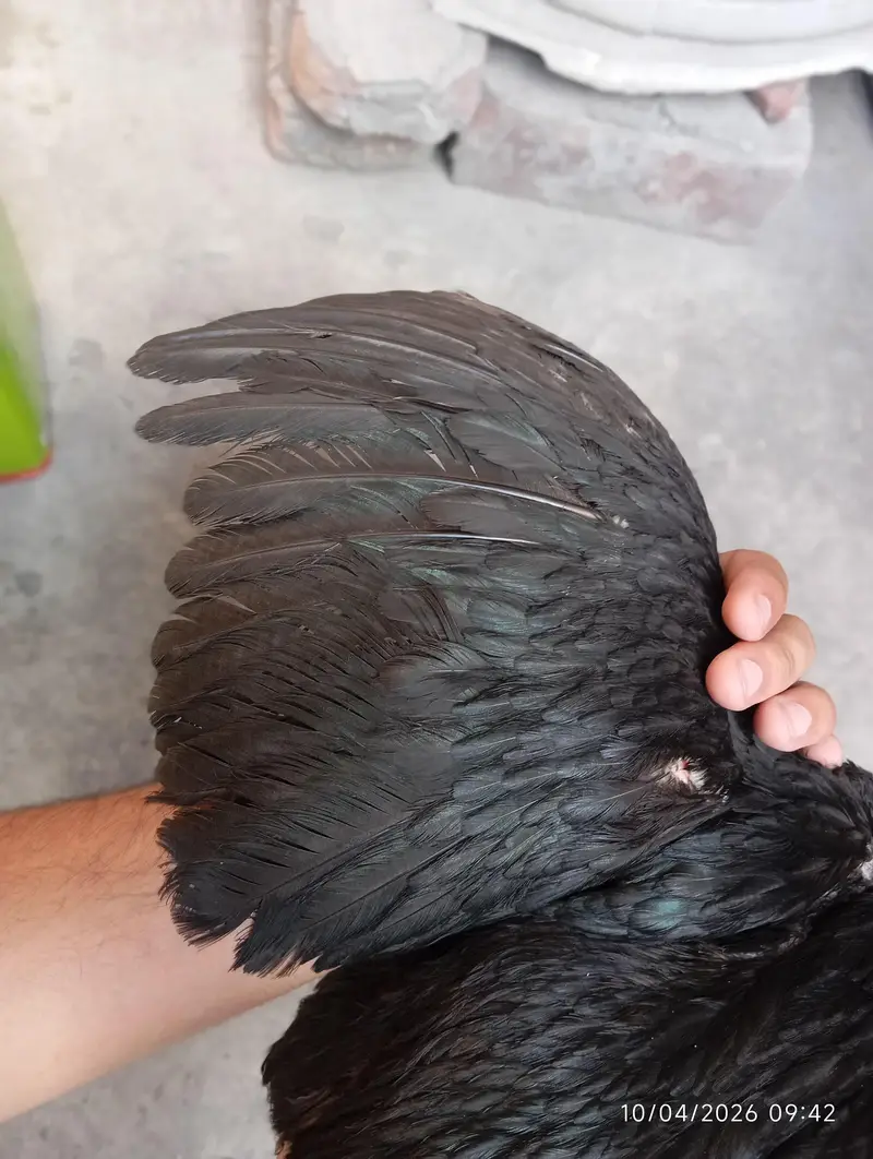 pure black thai female hen available  content no 03068678942 — photo 8