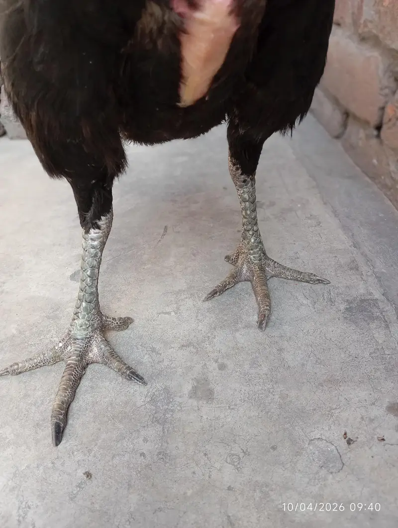 pure black thai female hen available  content no 03068678942 — photo 9