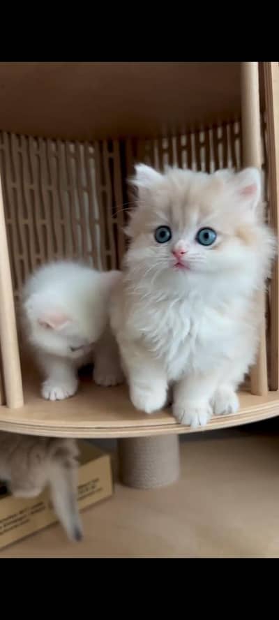 Persian kittens | triple coat | fluffy | 0302//06204//45