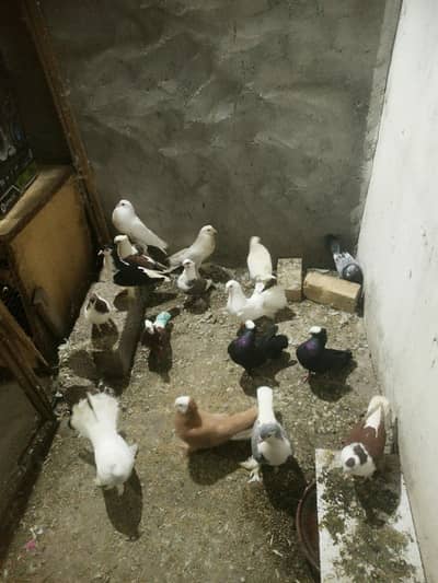 Birds pigeons