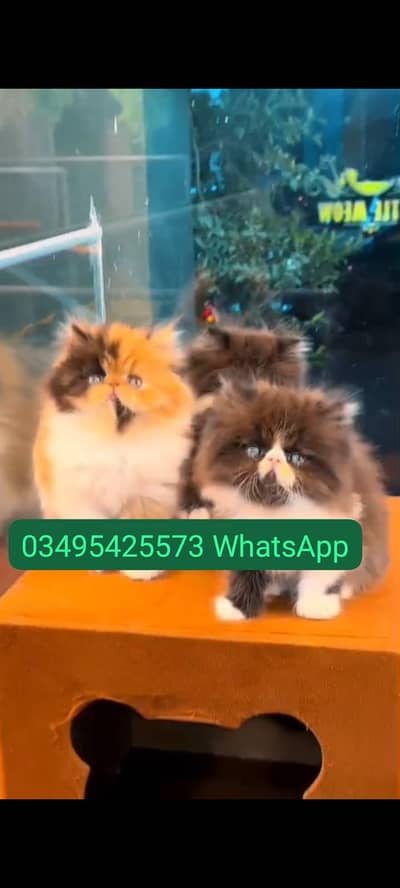 Quality Persian Punch face cat & kitten Male female Both available h