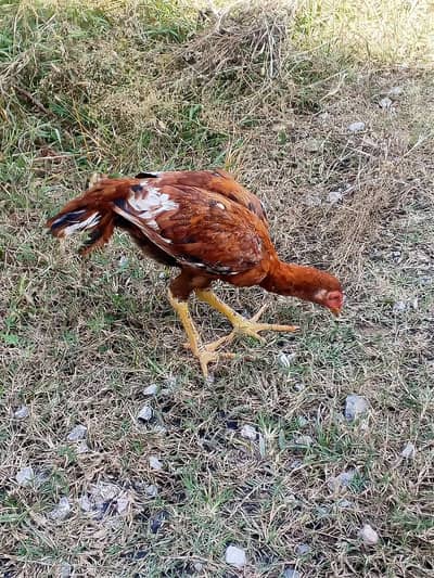 Aseel chick