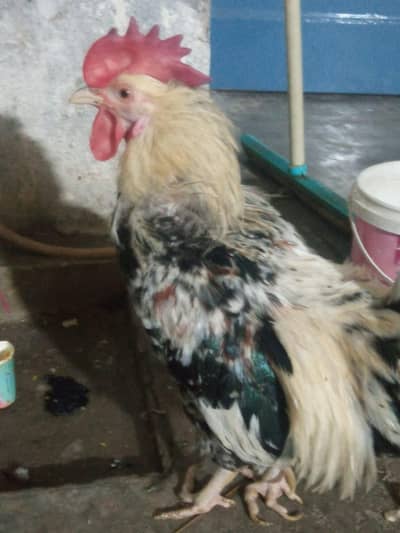 Fancy Bantam Murgha for sale