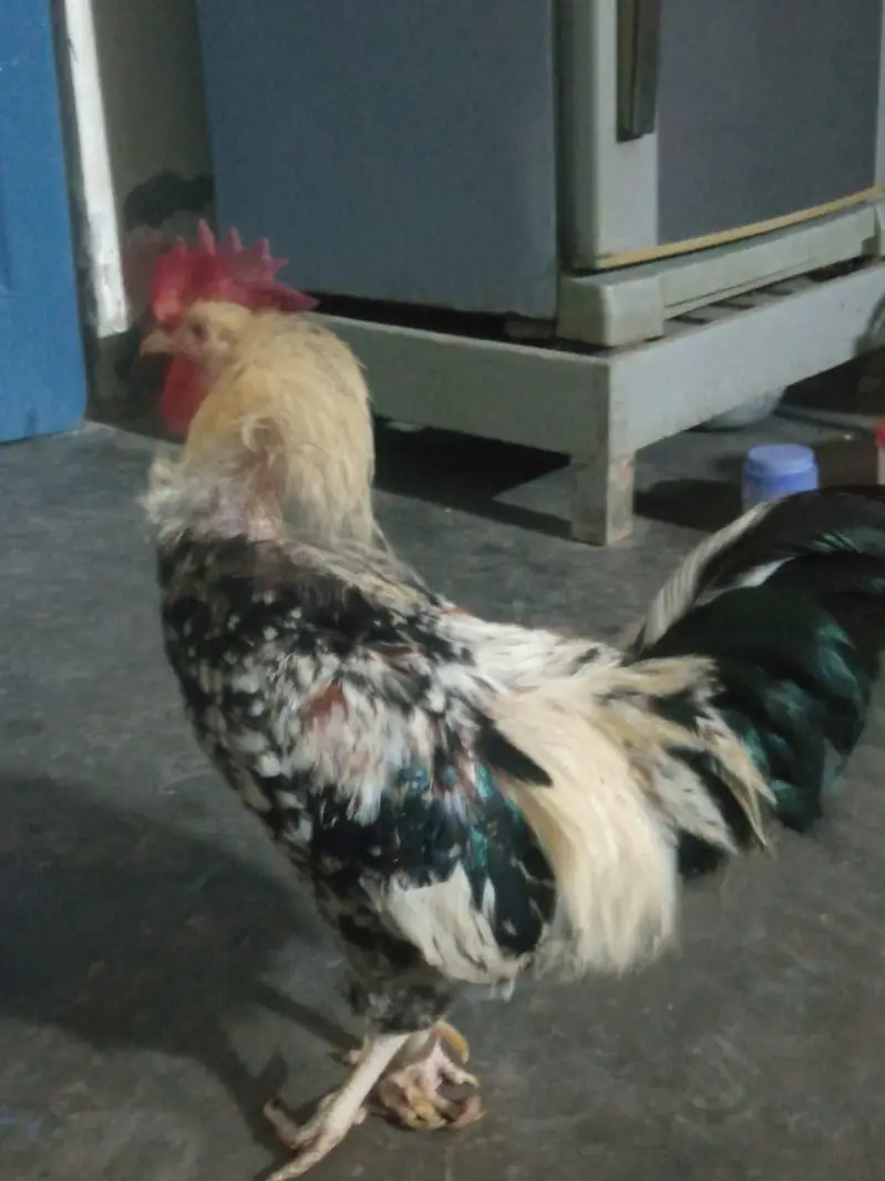 Fancy Bantam Murgha for sale — photo 2