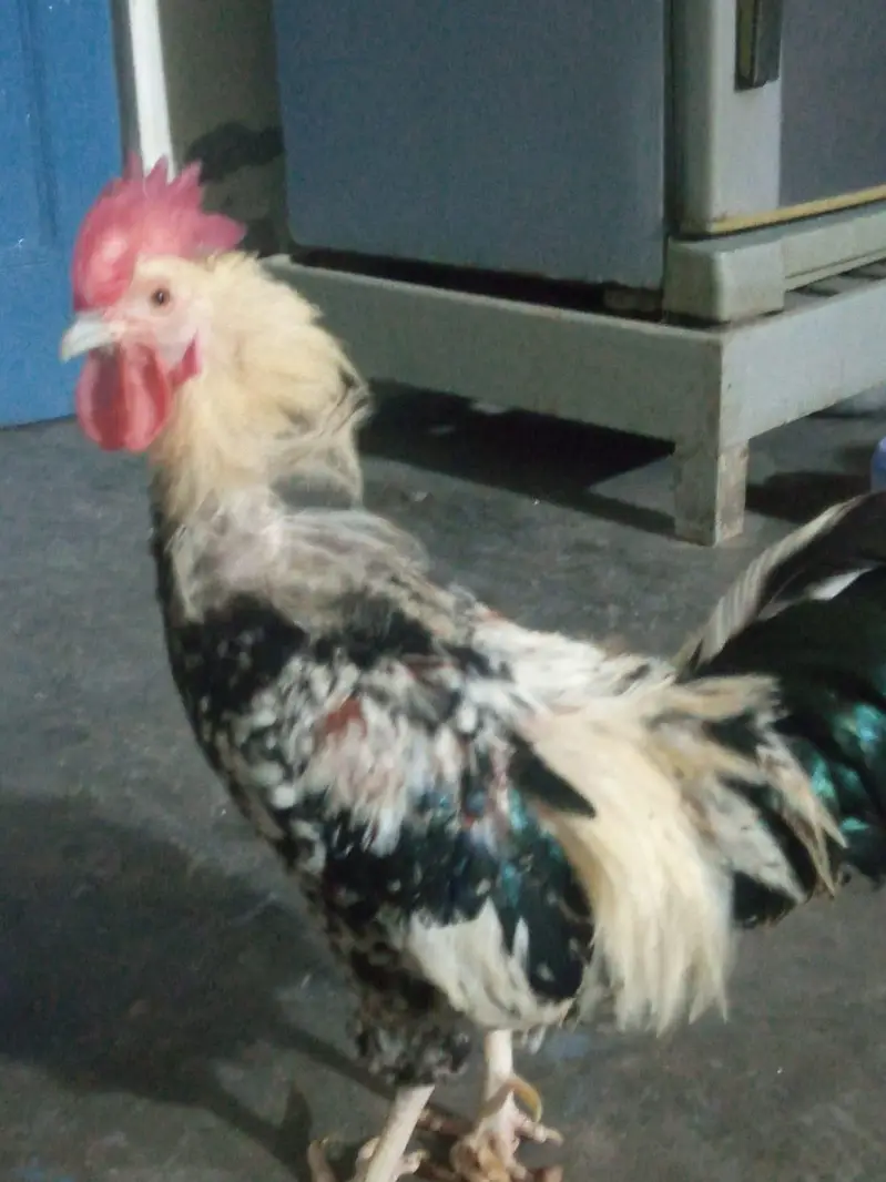 Fancy Bantam Murgha for sale — photo 3