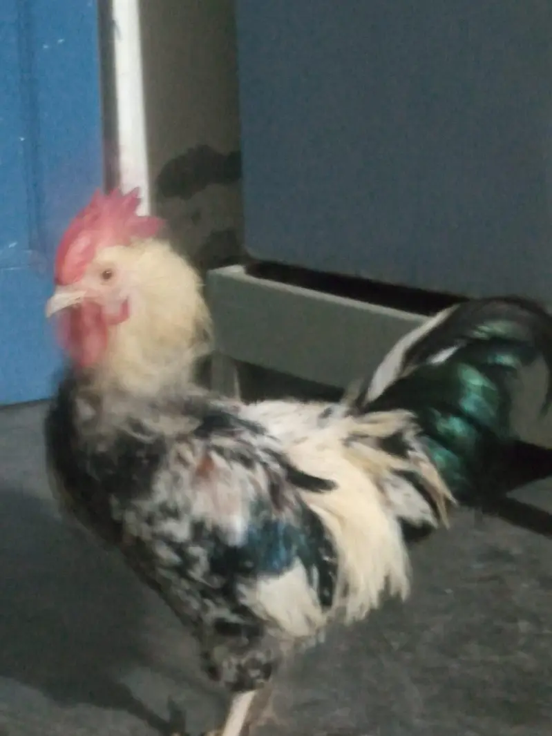Fancy Bantam Murgha for sale — photo 4