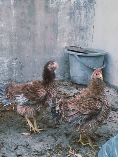 bantam frizzle breed